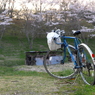 写真掌編：桜の下で 10：青春の乗り物