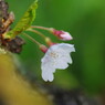 春を探して　桜