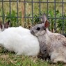 もふもふ♡