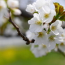 写真掌編：桜の下で 11：菜の花桜