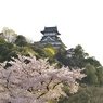 国宝犬山城と桜２
