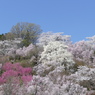 花見山から