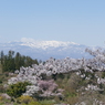 花見山から