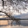 日の出前、桜