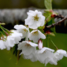 写真掌編：桜の下で 12：いろはにほへど　（投稿４週年）