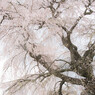 夢幻の桜