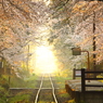 Pachelbel -Canon in D-