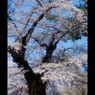 2017桜7