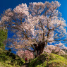 千年桜