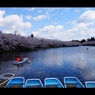 2017桜9