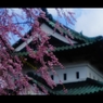 2017桜10