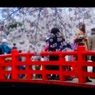 2017桜12