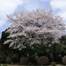 宇都宮女子高の桜