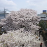 新川の桜１