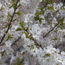 新川の桜３