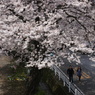 新川の桜４