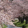 観音寺川の桜