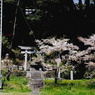 写真句：春の祭礼（NTW64）