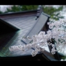 2017桜16