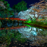夜の弘前公園 I