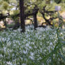 Industar 61 L/Z 50mm F2.8