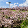 開花始まる