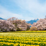 名木の元に花々は集う
