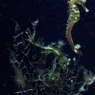水草にまぎれて