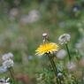 Jupiter3 50mm F1.5