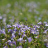 Jupiter3 50mm F1.5