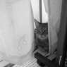 ちらり