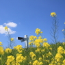 春の１ページ（青空と雲と菜の花と）