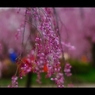 2017桜19