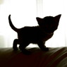 こねこシルエット
