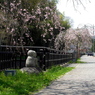 写真掌編：桜の下で 16：通学路の春：写真句（NTW67）