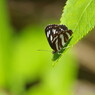 花と虫達　ミスジチョウ