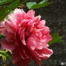 牡丹19