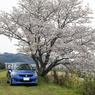 桜の樹の下で