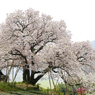 百年桜