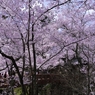 高遠の桜 －１