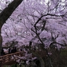 高遠の桜 －２