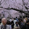 高遠の桜 －３