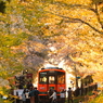 なごり桜