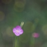 花の声