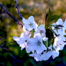 写真掌編：桜の下で17：光射す山桜：写真句