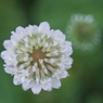 花の主張