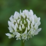 小さな花の声２