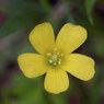 小さな花の声４