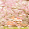 桜の中を