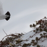 雷鳥くん　飛んで帰ります！Ⅰ